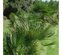Yougarden Hardy Fan Palm Chamaerops Humilis, 60-80Cm Tall Plant In 18Cm Pot, Bushy Palm Trees For Gardens