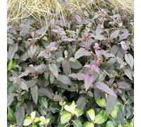 Hardy Fuchsia 'Alice Hoffman' Perennial 9cm / 2L, 9cm (10-20cm including the pot)