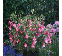 Hardy Fuchsia 'Lady Thumb' 9cm / 2L, 2L (20-30cm including the growers pot)