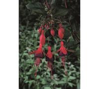 Hardy Fuchsia 'Mrs Popple' 9cm / 2L, 3 x 9cm (10-20cm including the growers pot)