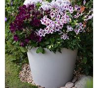 Hardy Perennial Alstroemeria Purple Passion Collection Peruvian Lily Patio Cottage Low Maintenance Exotic Specimen Cut Flower (Passion, Moon & Pariso) 6 x Jumbo Plug Plants By Thompson and Morgan
