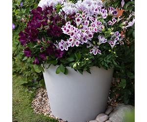 Hardy Perennial Alstroemeria Purple Passion Collection Peruvian Lily Patio Cottage Low Maintenance Exotic Specimen Cut Flower (Passion, Moon & Pariso) 6 x Jumbo Plug Plants By Thompson and Morgan