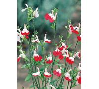 Hardy Salvia 'Hot Lips' 3 x 9cm Pots White