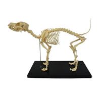 Harewtwy Dog Skeleton Model Dog Anatomy Animal Teaching Model Laboratory Veterinary Teaching Demonstration Tool Easy Install