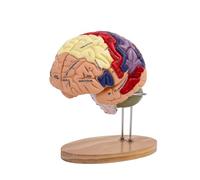 Harilla Human Brain Structure Model Brain Artery Demonstration 2x Enlarged PVC With Visual Details suitable for classroom instruction medical training practitioner consultation