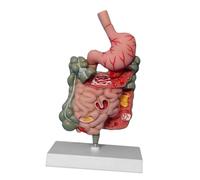 Harilla Human Digestive System Model,Rectum Duodenum Model Teaching Model Teaching Aids Educational for Demonstration Science Study