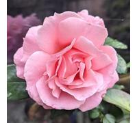 Harkness 'Fab at 40' ® Birthday Rose, 4 Litre Pot, Gift Wrapped Soft Pink Celebration Roses, Ready to Plant Bush Rose, For Pots, Beds, and Garden Borders