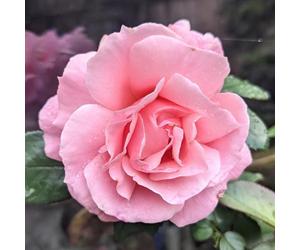 Harkness 'Fab at 40' ® Birthday Rose, 4 Litre Pot, Soft Pink Celebration Roses, Ready to Plant Bush Rose, For Pots, Beds, and Garden Borders