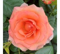 Harkness 'Fab at 80' ® Birthday Rose, Potted in a 4 Litre Pot, Garden Ready, Birthday 80th Gift