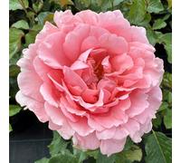 Harkness Rose, 'Ask Maureen' 4 Litre Pot, Ready for Planting in the Garden