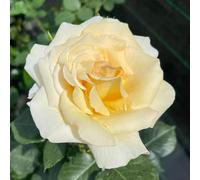 Harkness Rose 'Best Teacher Ever', 4 Litre Potted Rose, Ready to Plant