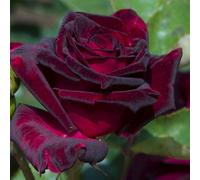 YouGarden Rose 'Black Baccara', Established Rose in 4L Pot, Ready For Planting, For Pots, Beds, and Borders