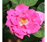 Harkness Rose Climbing Zephirine Drouhin 3L-4L pot