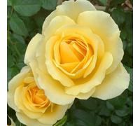 Harkness Rose 'Golden 50th Wedding Anniversary' ® in 3-4 Litre Pot