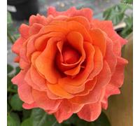 Harkness Rose 'Happy Birthday Orange' ™, Celebration Gift Rose, Established Plant in 4 Litre Pot, Fragrant Orange Roses, For Pots, Beds, and Garden Borders