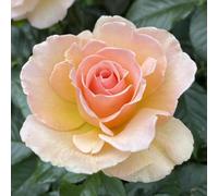 Harkness Rose 'Susan Daniel', Established Plant in 4 Litre Pot, Ready to Plant Amber Roses For Garden Borders and Patio Pots, Fragrant Flowers