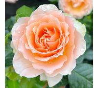 Harkness Rose The Rob Burrow CBE Rose, 4 Litre Potted, Ready to Plant