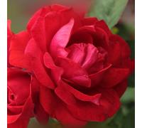Harkness Rose 'To My Wonderful Husband' ™, Established Plant in 4 Litre Pot, Ready to Plant, For Garden Beds, Borders, and Pots, Bright Red Rose, Fragrant Flowers