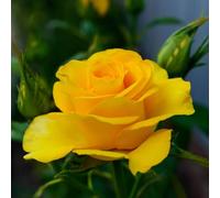 Harkness Rose 'You Are My Sunshine' ™, 4 Litre Potted