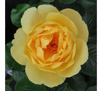 Harkness Roses Alfie Boe Bare Root x 1 Rose