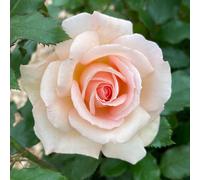 Harkness Roses Chandos Beauty Bare Root x 1 Rose