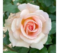 Harkness Roses Chandos Beauty ® in 4 Litre Pot, Ideal For Beds, Borders Or Patio Planting, Rose Bushes For Garden Ready To Plant Highly Fragrant, Apricot Rose Plant Growing