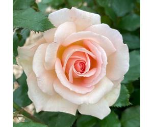 Harkness Roses Chandos Beauty ® in 4 Litre Pot, Ideal For Beds, Borders Or Patio Planting, Rose Bushes For Garden Ready To Plant Highly Fragrant, Apricot Rose Plant Growing