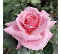 Harkness Roses 'English Princess' Rose, Established Plant in 4 Litre Pot, Ready to Plant Pink Rose, For Patio Pots, Garden Beds and Borders, Fragrant Flowers