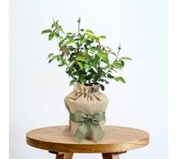 Harkness Roses Gift Wrapped Rose Chandos Beauty ®, 4 Litre Potted Rose, Wrapped in a Hessian Bag, Ready to Plant