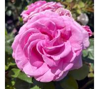 Harkness Roses - Gift Wrapped Susan's Rose, Established Rose in 4 Litre Pot