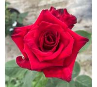 Harkness Roses Pride of England Rose, Established Plant in 4 Litre Pot, Ready to Plant, Deep Red Fragrant Roses, For Garden Pots and Borders