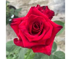 Harkness Roses Pride of England Rose, Established Plant in 4 Litre Pot, Ready to Plant, Deep Red Fragrant Roses, For Garden Pots and Borders