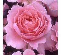 Harkness Roses Rose Ask Maureen Bare Root x2