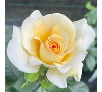 Harkness Roses Rose At Peace in a 4L Pot