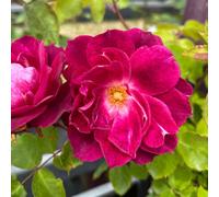 Harkness Roses Rose 'Bee Humble' in a 4L Pot