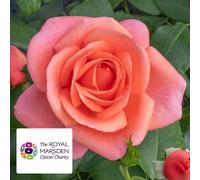 Harkness Roses Rose 'Catherine's Rose' in a 3L Pot