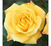YouGarden Rose Climbing Arthur Bell (4L Pot) 4L Pot Yellow