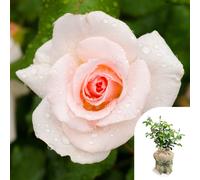 Harkness Roses Rose 'Congratulations' in a 4L pot Gift Wrapped
