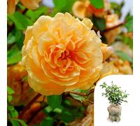 Harkness Roses Rose 'Dad, You're One In a Million' in a 4L Pot Gift...