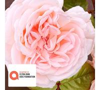 Harkness Roses Rose' Elton John AIDS Foundation' in a 4L Pot