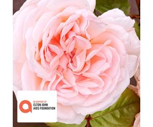 Harkness Roses Rose' Elton John AIDS Foundation' in a 4L Pot