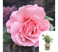 Harkness 'Fab at 40' ® Birthday Rose, 4 Litre Pot, Gift Wrapped Soft Pink Celebration Roses, Ready to Plant Bush Rose, For Pots, Beds, and Garden Borders