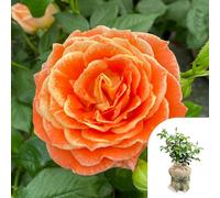 YouGarden Harkness 'Fab at 50' ® Birthday Rose, Gift Wrapped Birthday Present, 50th Gift, presented in a 4 Litre Pot, Ready To Plant