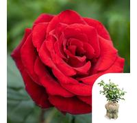 YouGarden Harkness 'Fab at 60' ® Birthday Rose, Gift Wrapped Potted in a 4 Litre, Garden Ready, Birthday 60th Gift
