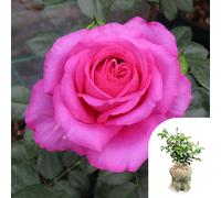 Harkness 'Fab at 70' ® Birthday Rose, Potted in a 4 Litre Pot, Garden Ready, Birthday 70th Gift