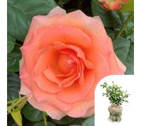 Harkness 'Fab at 80' ® Birthday Rose, Gift Wrapped Potted in a 4 Litre Pot, Garden Ready, Birthday 80th Gift