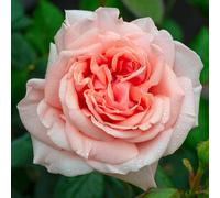 Harkness Roses Rose 'It's a Wonderful Life' in a 3L-4L pot