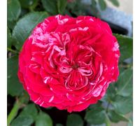 Harkness Roses Rose 'Konstantina Freska' in a 4L Pot