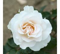 Harkness Roses Rose Margaret Merrill Bare Root x 1