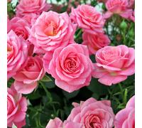 YouGarden Rose 'Queen Elizabeth', Set of Two Bare Root Roses, Ready to Plant, Floribunda Producing Bush Roses